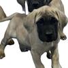 English mastiff puppies