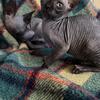 Sphynx kittens