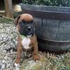 Boxer puppies