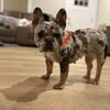 AKC French Bulldog