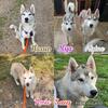 Siberian Husky puppies