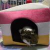 Young female guinea pig 