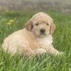 F1B Goldendoodle