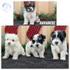AKC HAVANESE PUPS