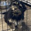 12 week old Havanese puppies