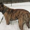 blonde brindle Presa canario for a stud Windsor area