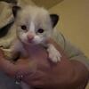 ON HOLD Green color Ragdoll kitten Kats ravishing Ragdolls 