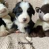 Australian Mountain Dog puppies 