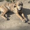 Merle Mastiff