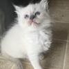 MORE AVAILABLE SOLD Ellie Ragdoll kitten Kats Ravishing Ragdolls