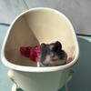 Syrian Hamsters