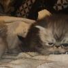 FOR SALE: Persian Kittens