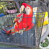 Scarlett Macaw 