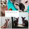 Sphynx Kittens Born August 15 2025