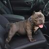 Micro Bully