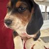 Christmas Beagle pups  ready now