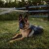 German Shepherd 