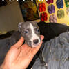 Mixed Pitbull Puppies 