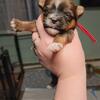 Teacup Sable Yorkie male registered 