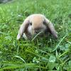 Holland Lop Doe