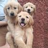 GOLDEN RETRIEVER PUPPIES!