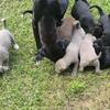 Lab / american bully puppies 
