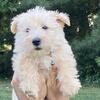 AKC Wheaten Scottish Terrier puppies ready for you