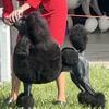 AKC Standard Poodle Puppies Russian imported show line