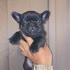 Akc Frenchbulldogs 