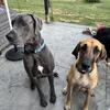 Great Dane Puppies, born 10/12, CKC Registered 