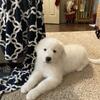 Great Pyrenees Puppies