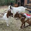BOER GOAT BABIES coming 2026