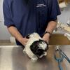 AKC Shihtzu