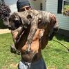 Cane Corso puppies 