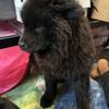 Chinise Chow Chow 3 months old