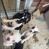 American French bulldog puppies for sale.