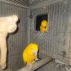 Golden Conure Pair