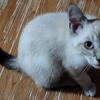 Purebred Siamese Kitten-LAST ONE!