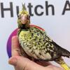 Sweet Cockatiel Babies