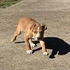 🐾 American Bully Male 3 – The Head-Turner