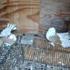 Indian American Fantail Fancy Pigeons