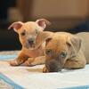 American bully puppies