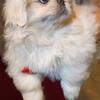 Pekingese female 