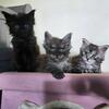 Maine coon kittens