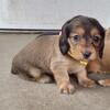 AKC Dachshunds 