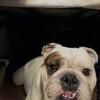 English bulldog 