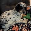 1 year old CKC English Setter 