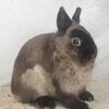 Purebred Netherland Dwarf Bunny Rabbit Siamese Sable Buck