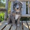 Female Small standard poodle