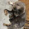 Puppies for sale Tibetan Mastiff